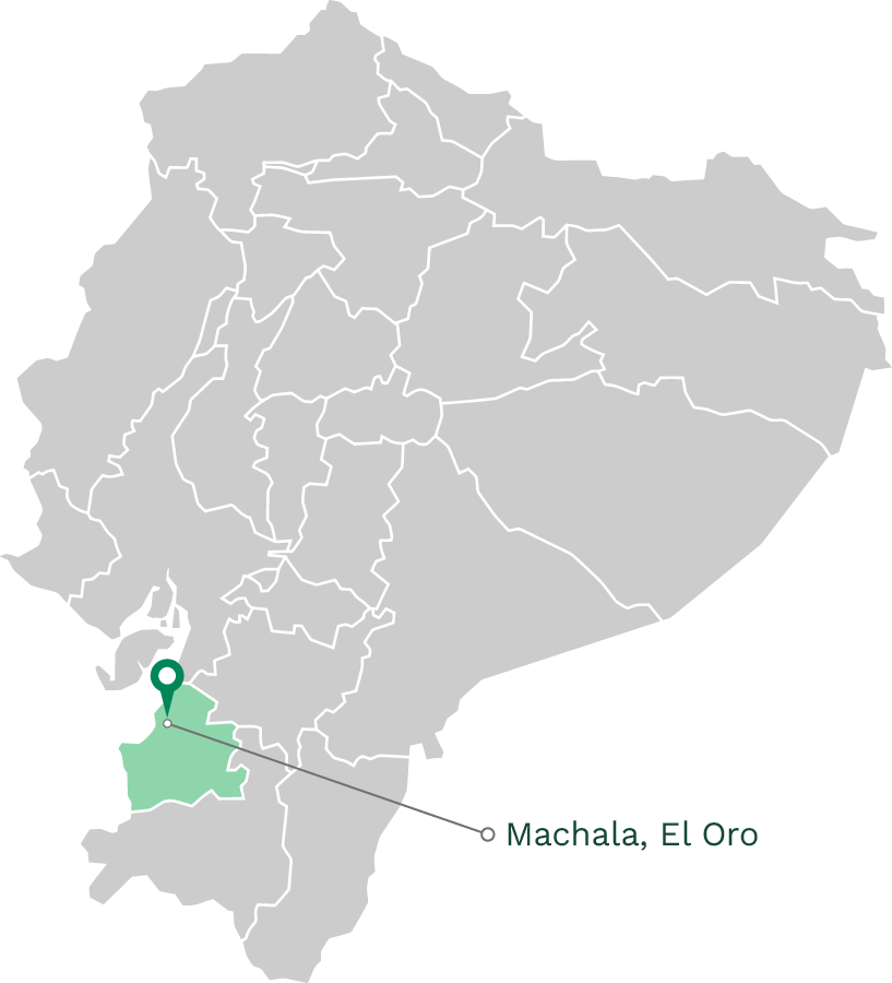 Palmaplast Matriz